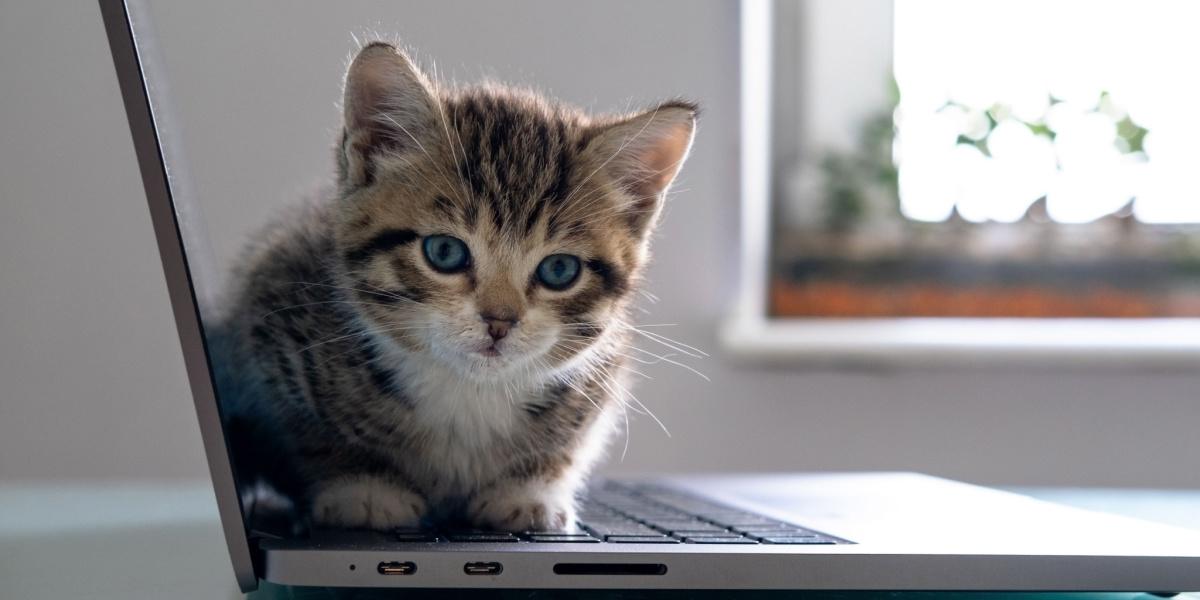 Waarom zitten katten op laptops?