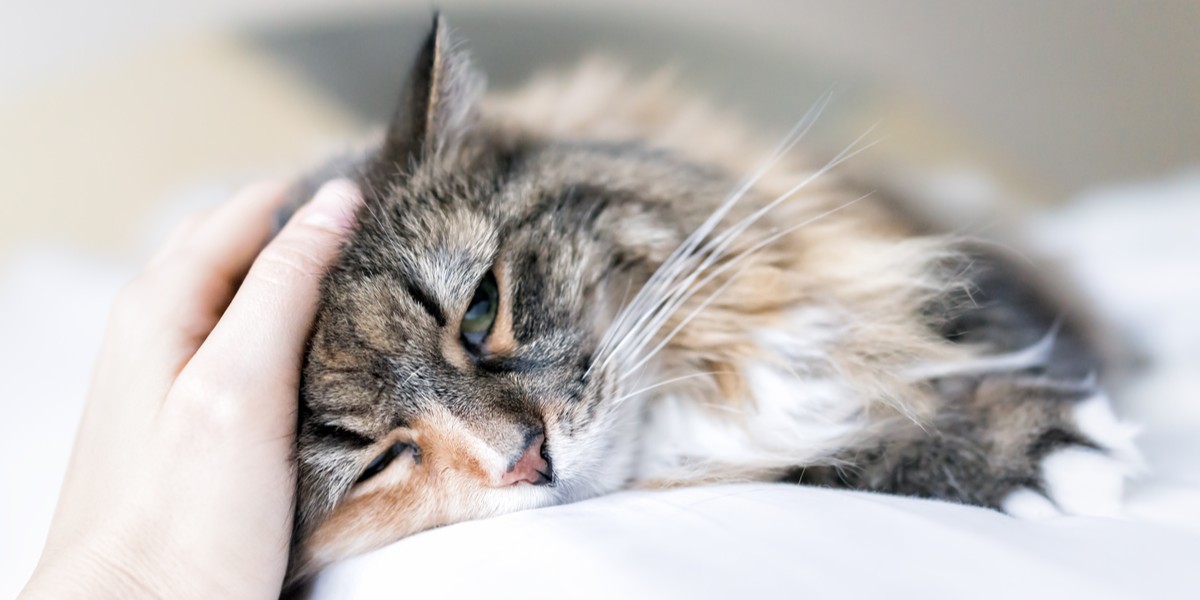 Dementie bij katten: symptomen, diagnose en behandeling