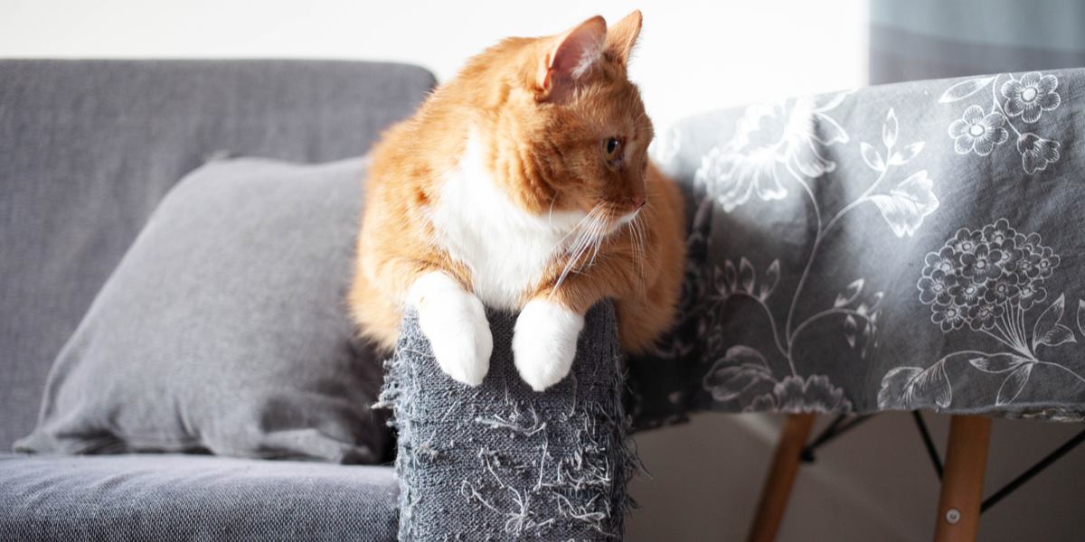 Waarom krabben katten meubels en tapijten?