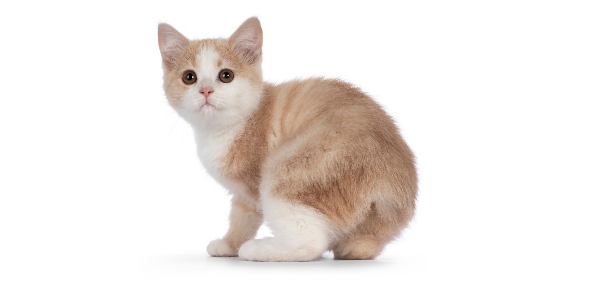 7 staartloze kattenrassen die perfecte metgezellen zijn