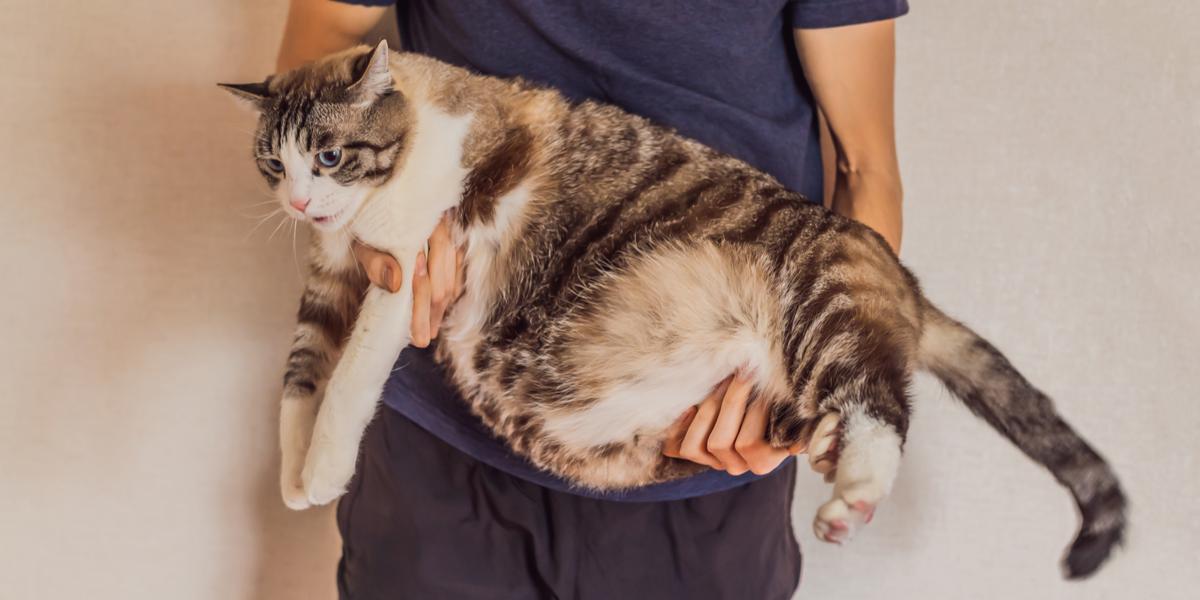 Heupdysplasie bij katten: symptomen, diagnose, & behandeling