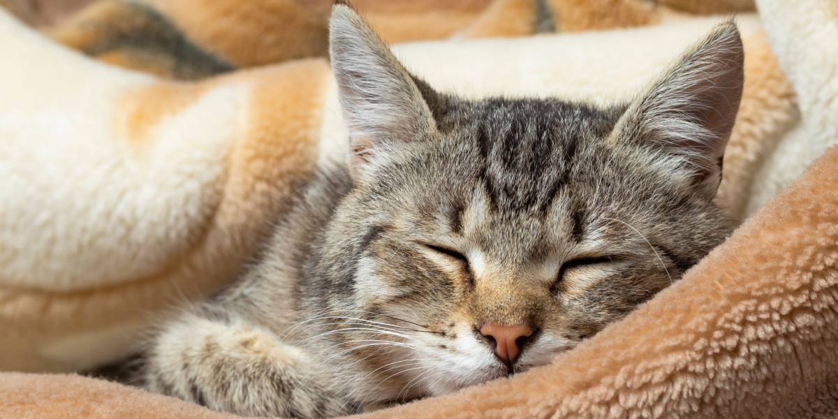 Waarom zuigen katten op dekens? Een dierenarts legt uit