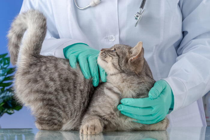 Leverfalen bij katten: oorzaken, symptomen, &behandeling