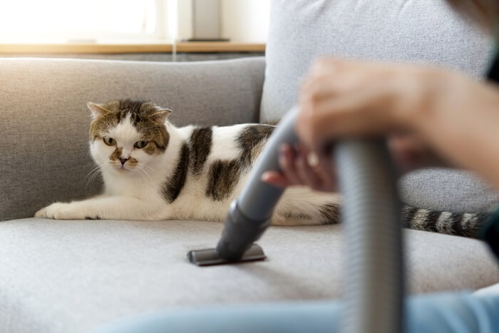 De 5 beste stofzuigers voor huisdierenhaar 2023: alles over katten