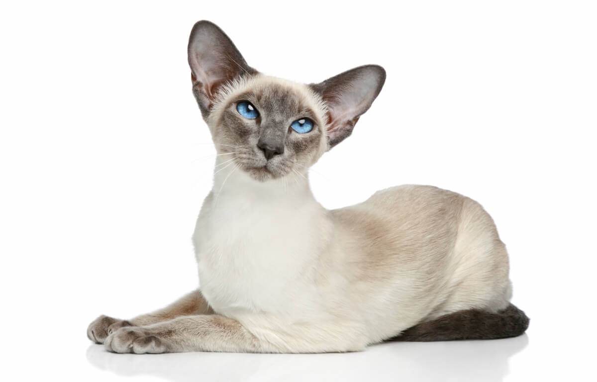 12 slimste kattenrassen – meest intelligente kattenranglijst
