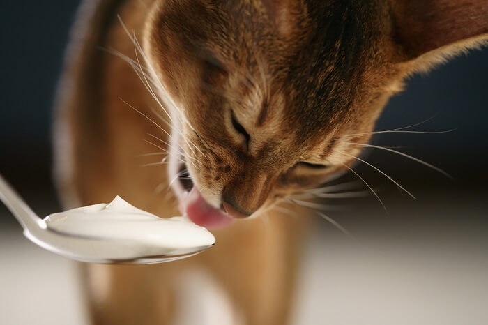Hoeveel yoghurt kan een kat eten