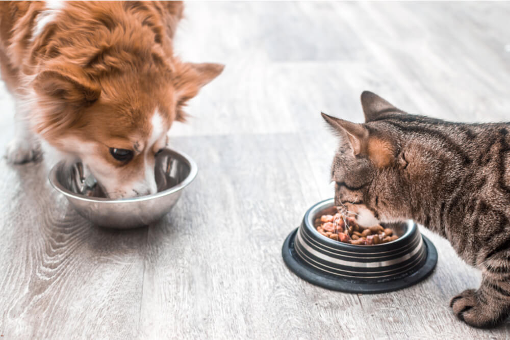 Hond en kat samen eten