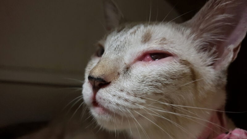 een kitten met een ooginfectie
