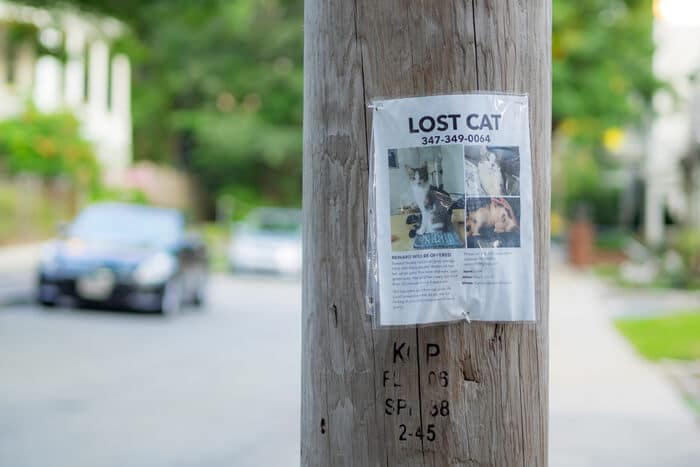 Verloren kattenposter