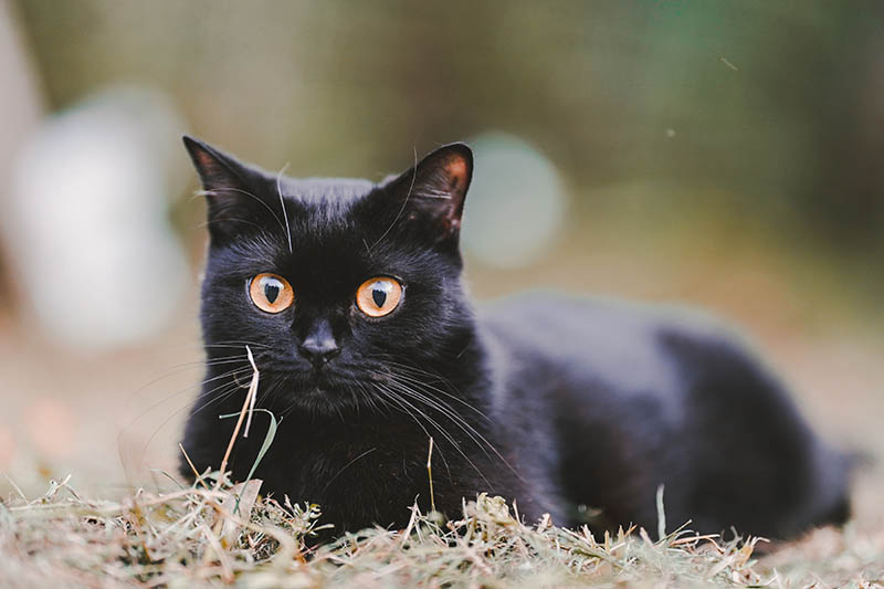 zwarte schotse vouwkat die op het gras zit