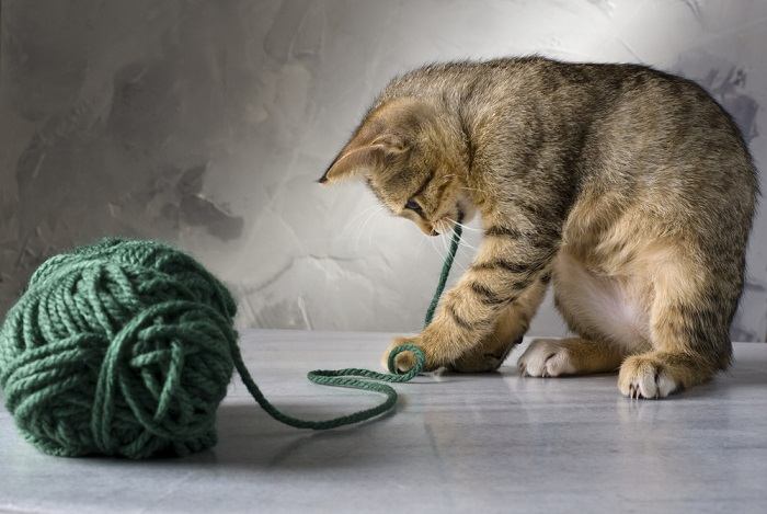 waarom spelen katten graag met touwtjes