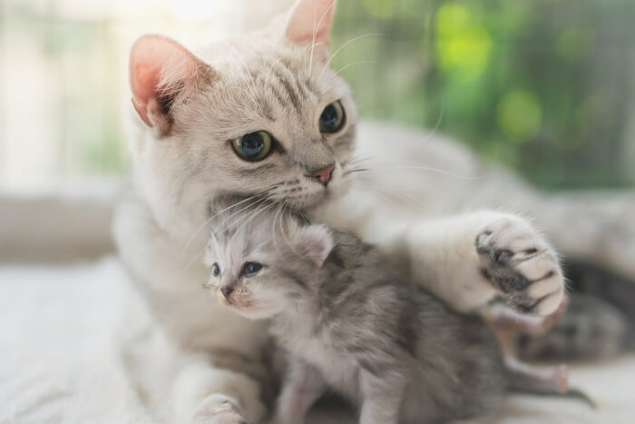 kattenmoeder met haar kitten