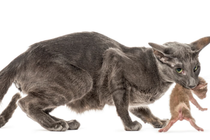 Maternale agressie bij katten