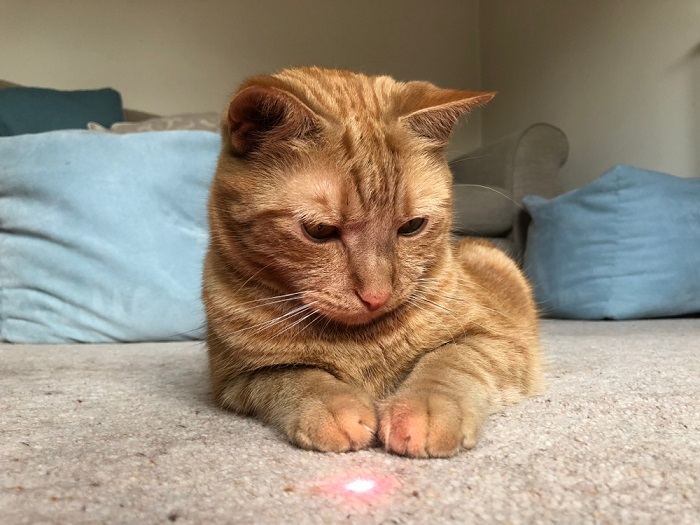 kat die naar laserspeelgoed kijkt