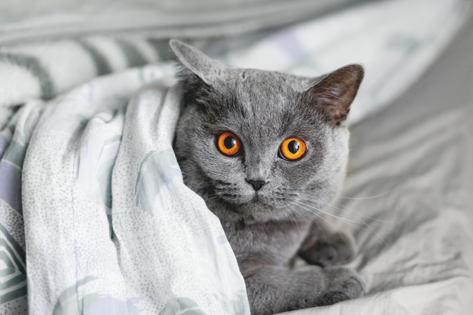 grijze Britse korthaar kat met grote ronde ogen bedekt met een deken