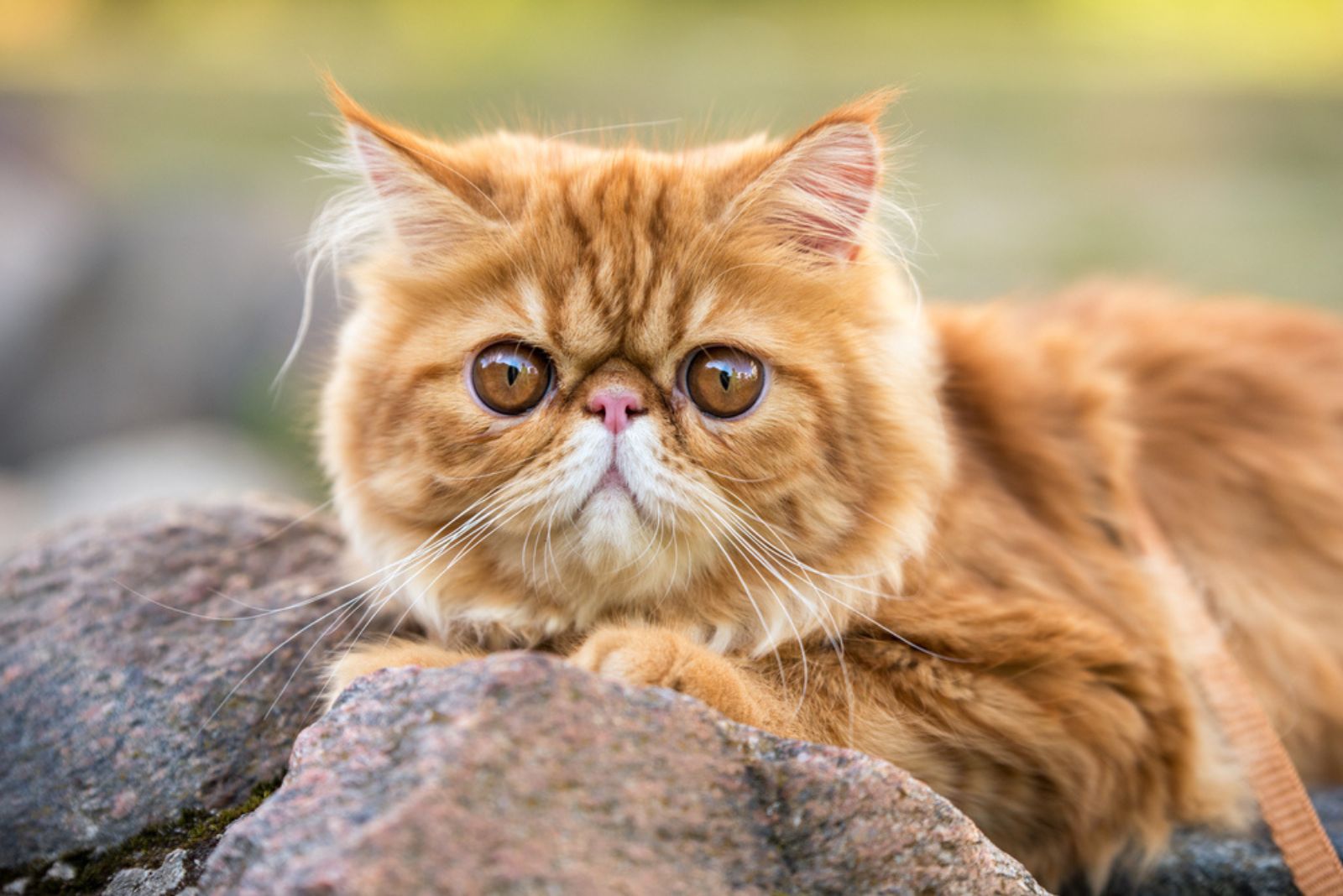 mooie Perzische kat met grote ogen
