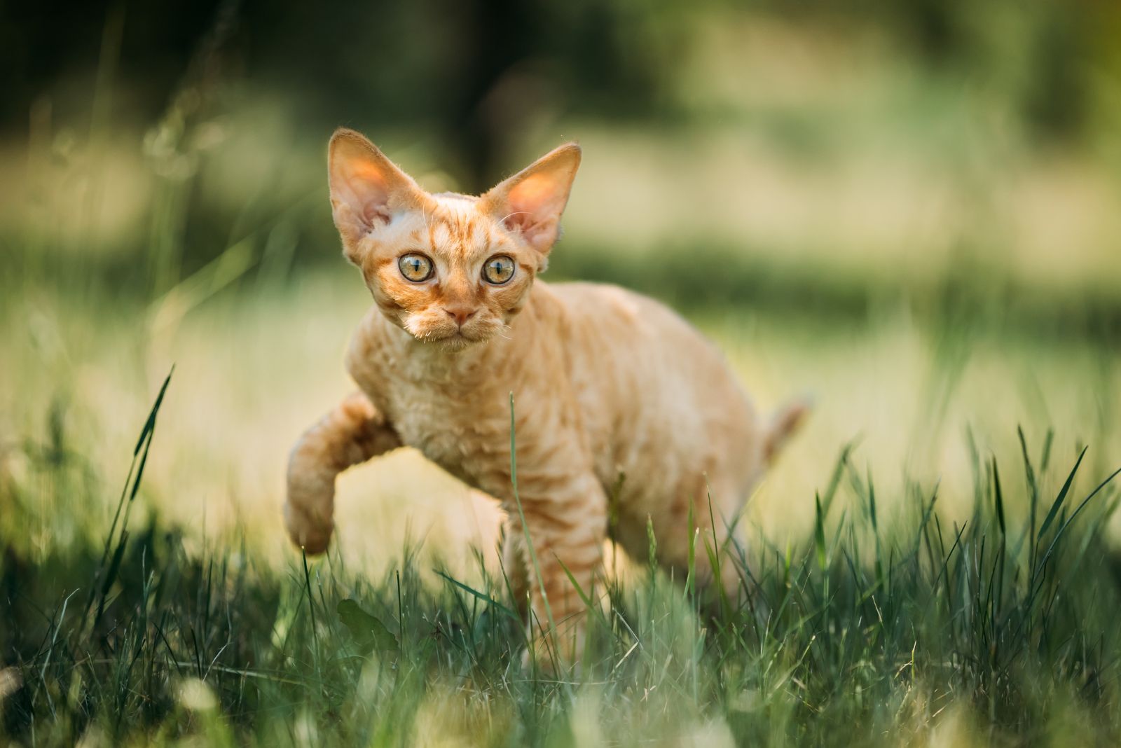 Devon Rex Cat staat op het gras