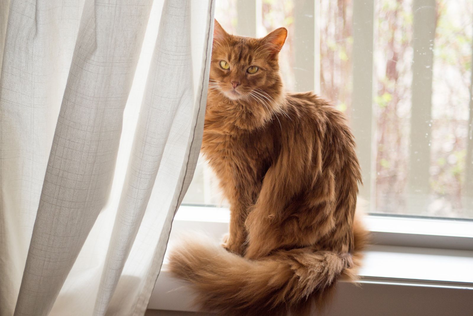 Somali Cat zit bij het raam