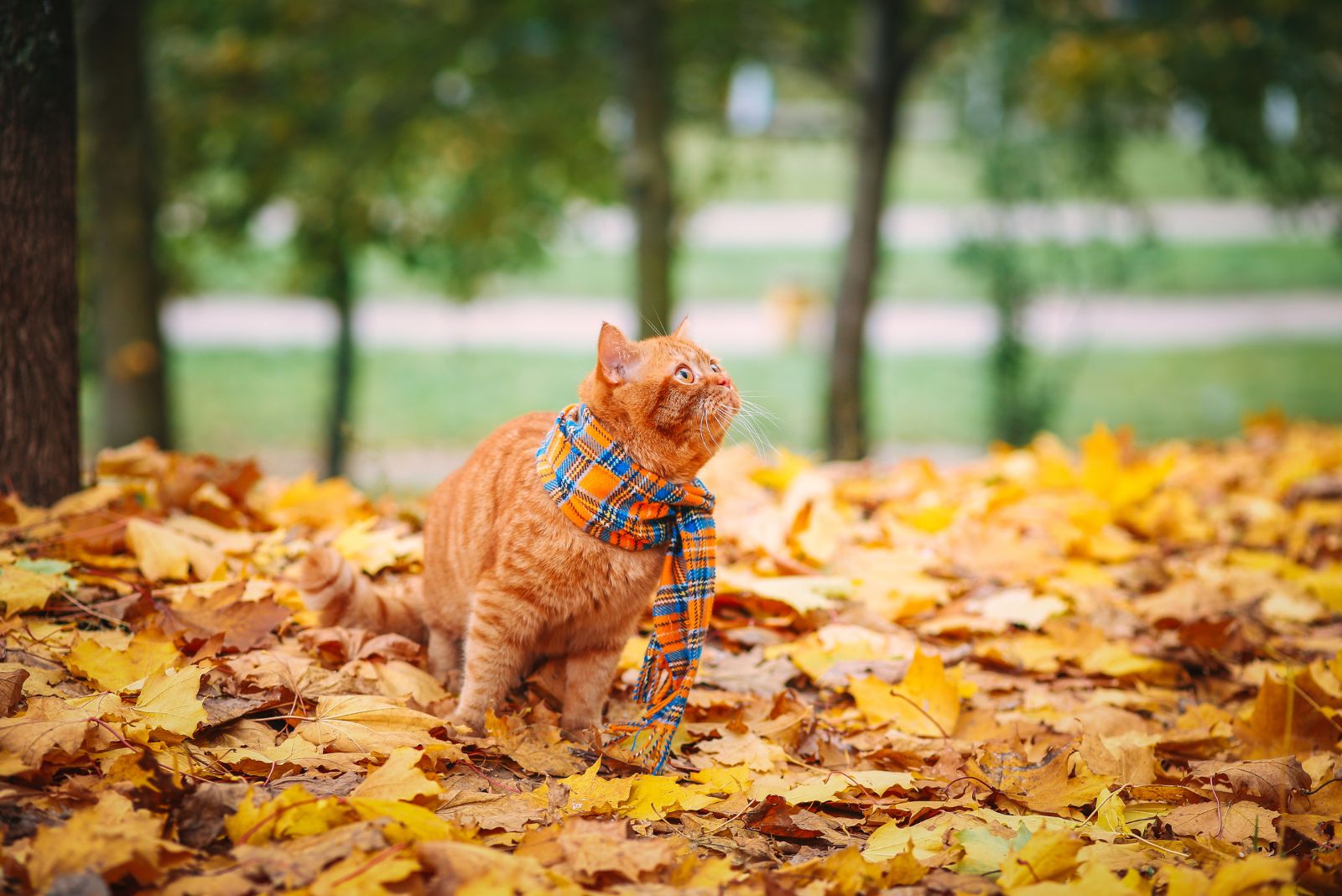 Britse korthaar kat in het herfstpark