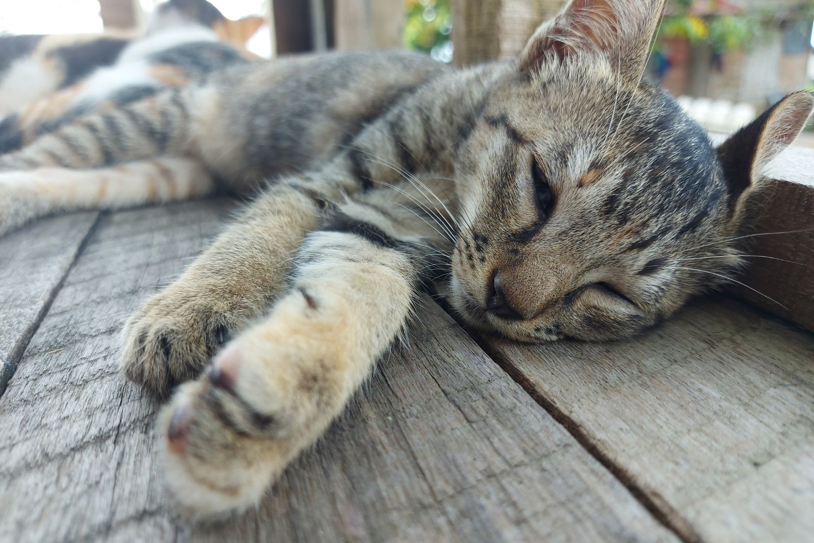 een zieke kat ligt op een houten vloer
