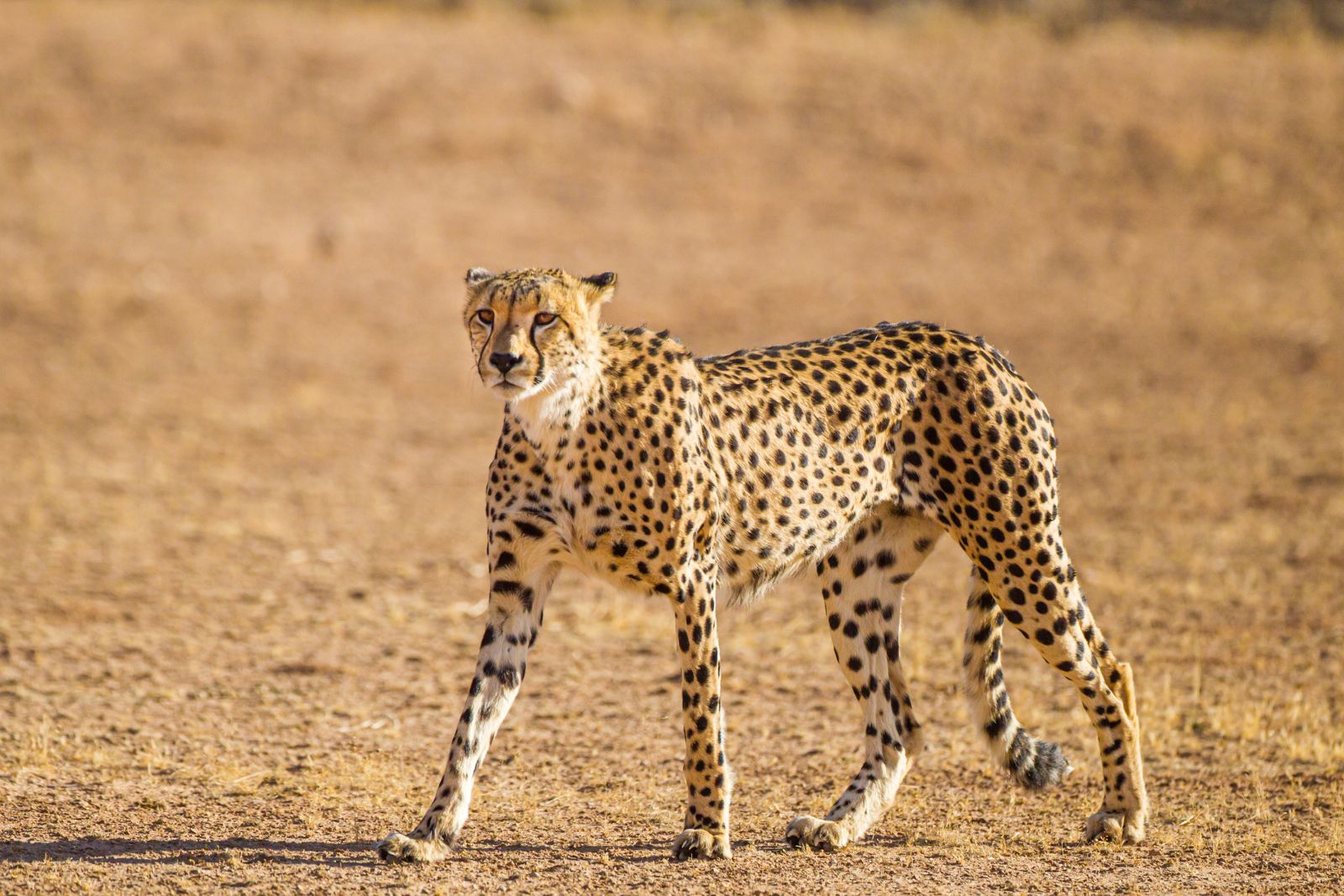 Cheetah kat wandelingen