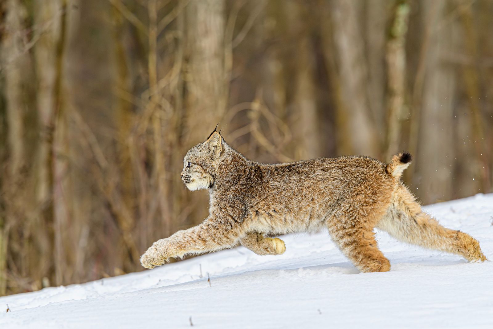 Canada Lynx kat rennen in de sneeuw