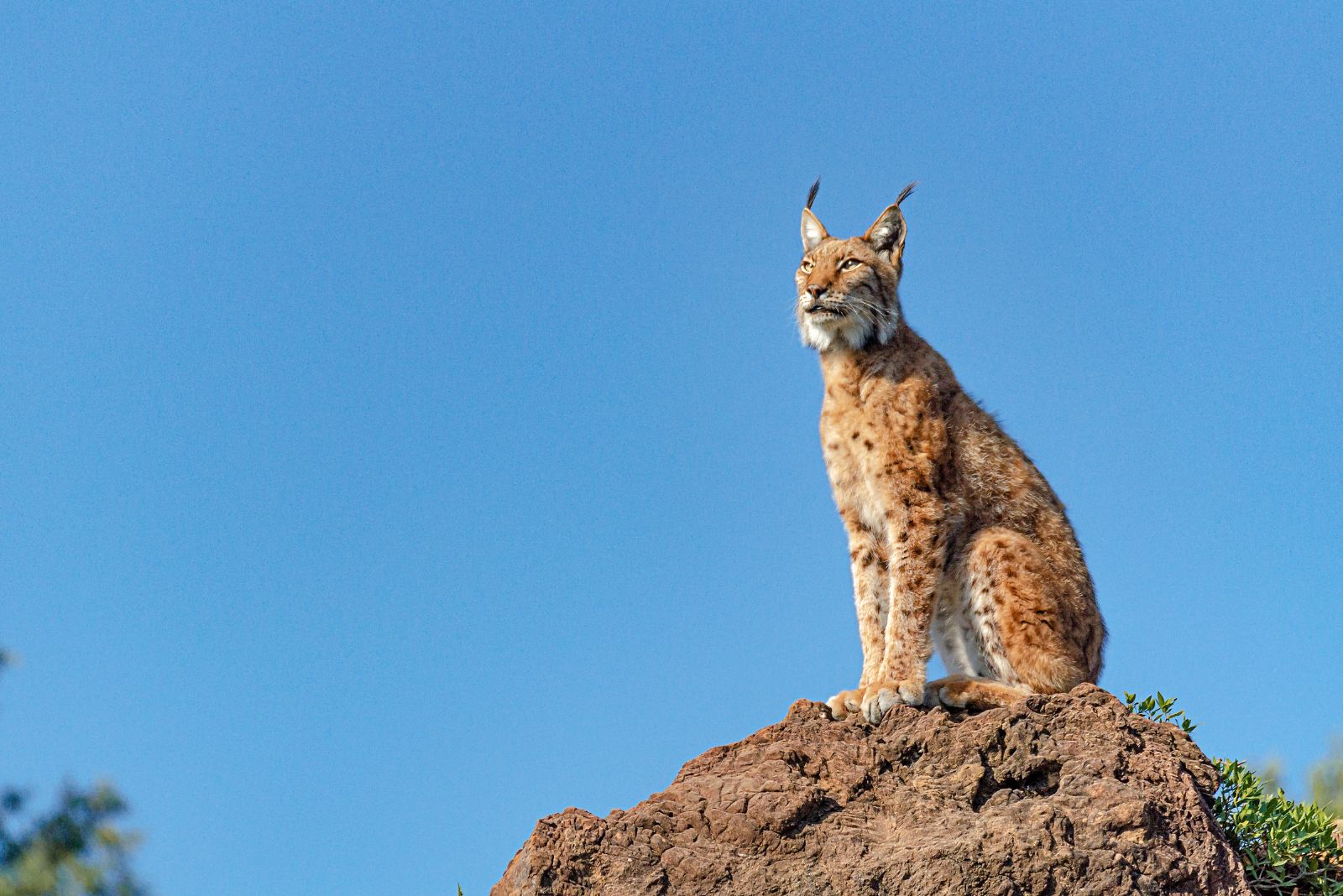 Iberische Lynx kat zit op een stenen rots