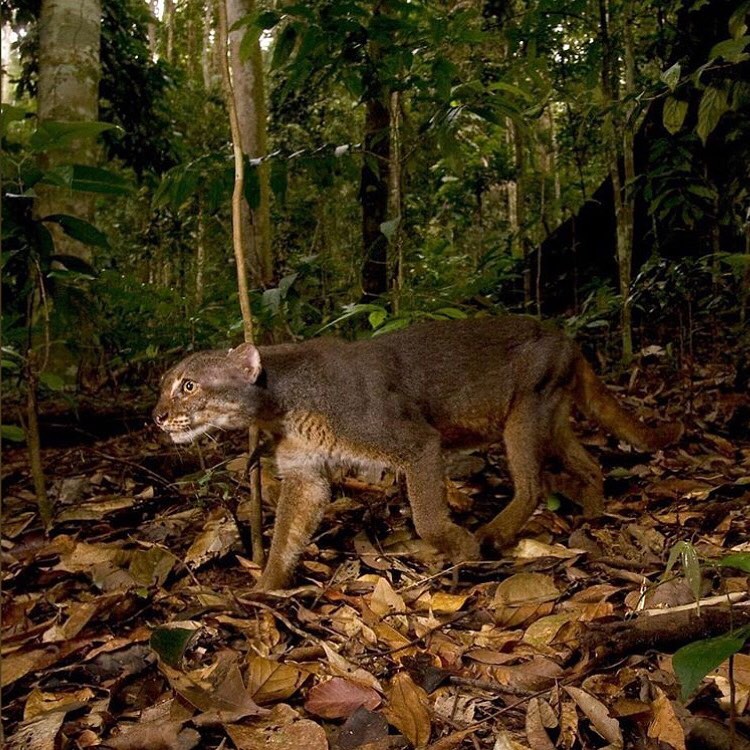 Borneo Bay Cat in het bos