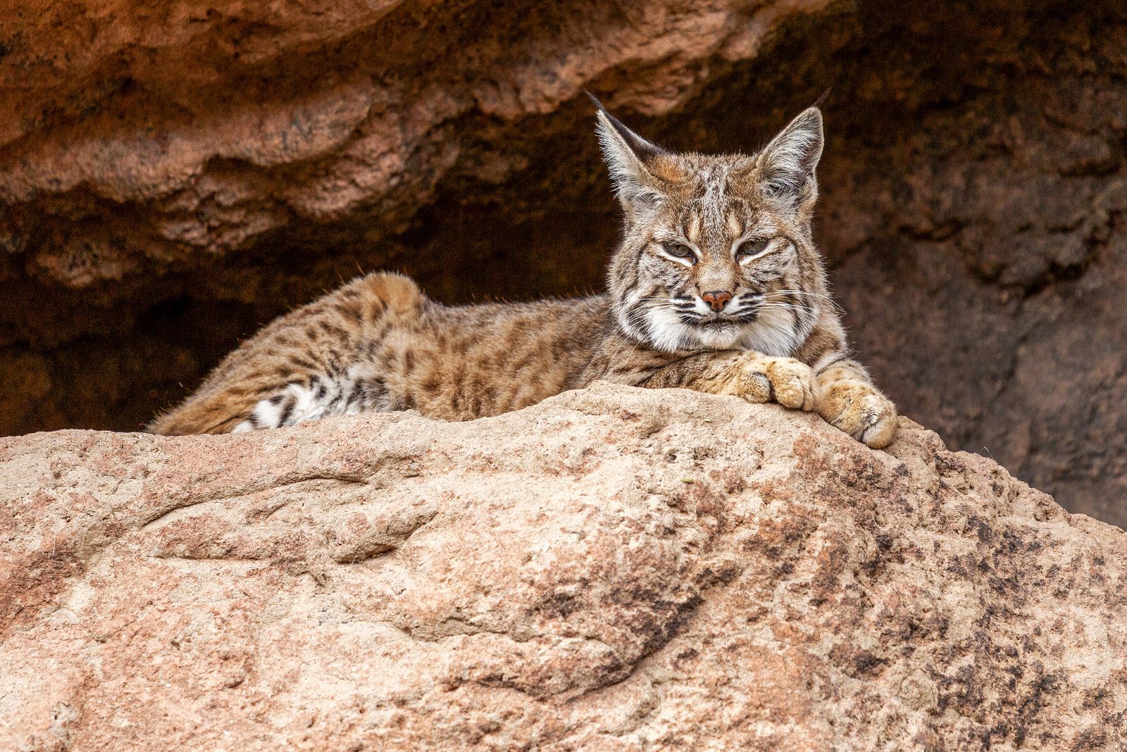 Een bobcat ligt op een rots