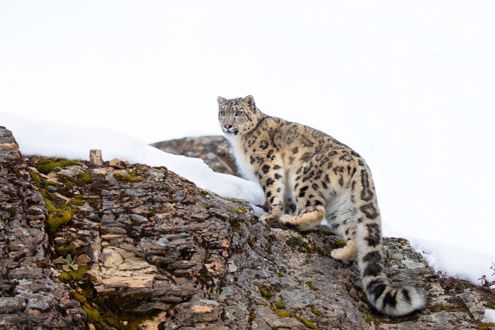 Snow Leopard loopt op een rots