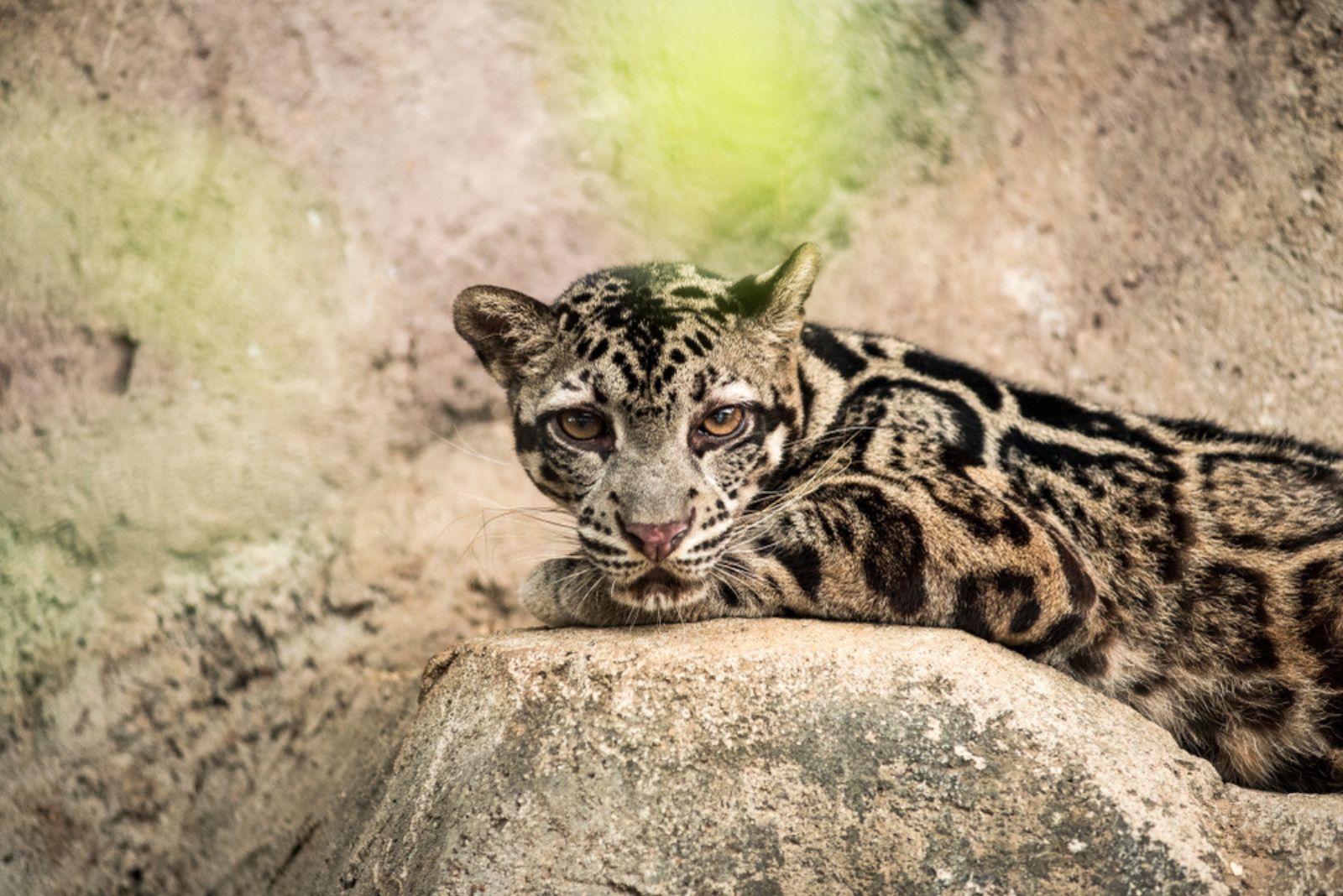Sunda Clouded Leopard ligt op een rots en kijkt naar de camera