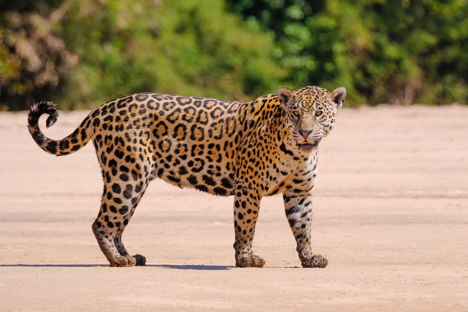 Een jaguar staat op het zand in de woestijn