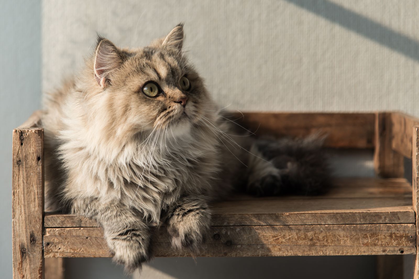 langharige Perzische kat