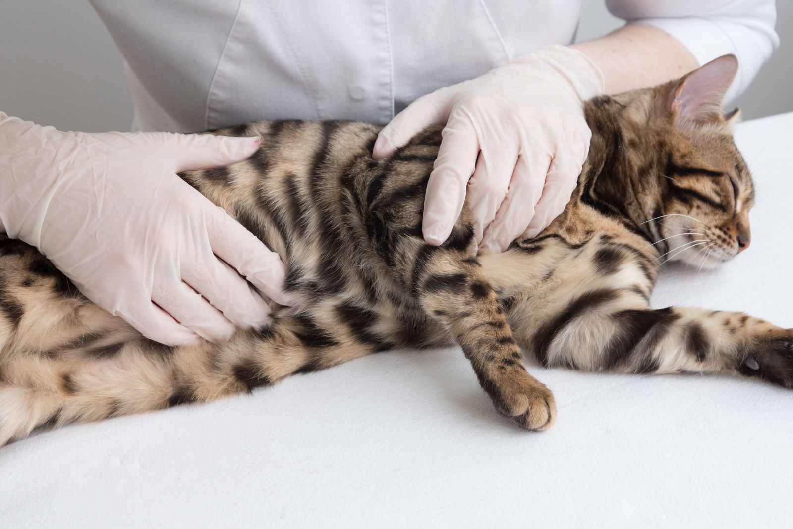 een dierenarts onderzoekt een zwangere kat
