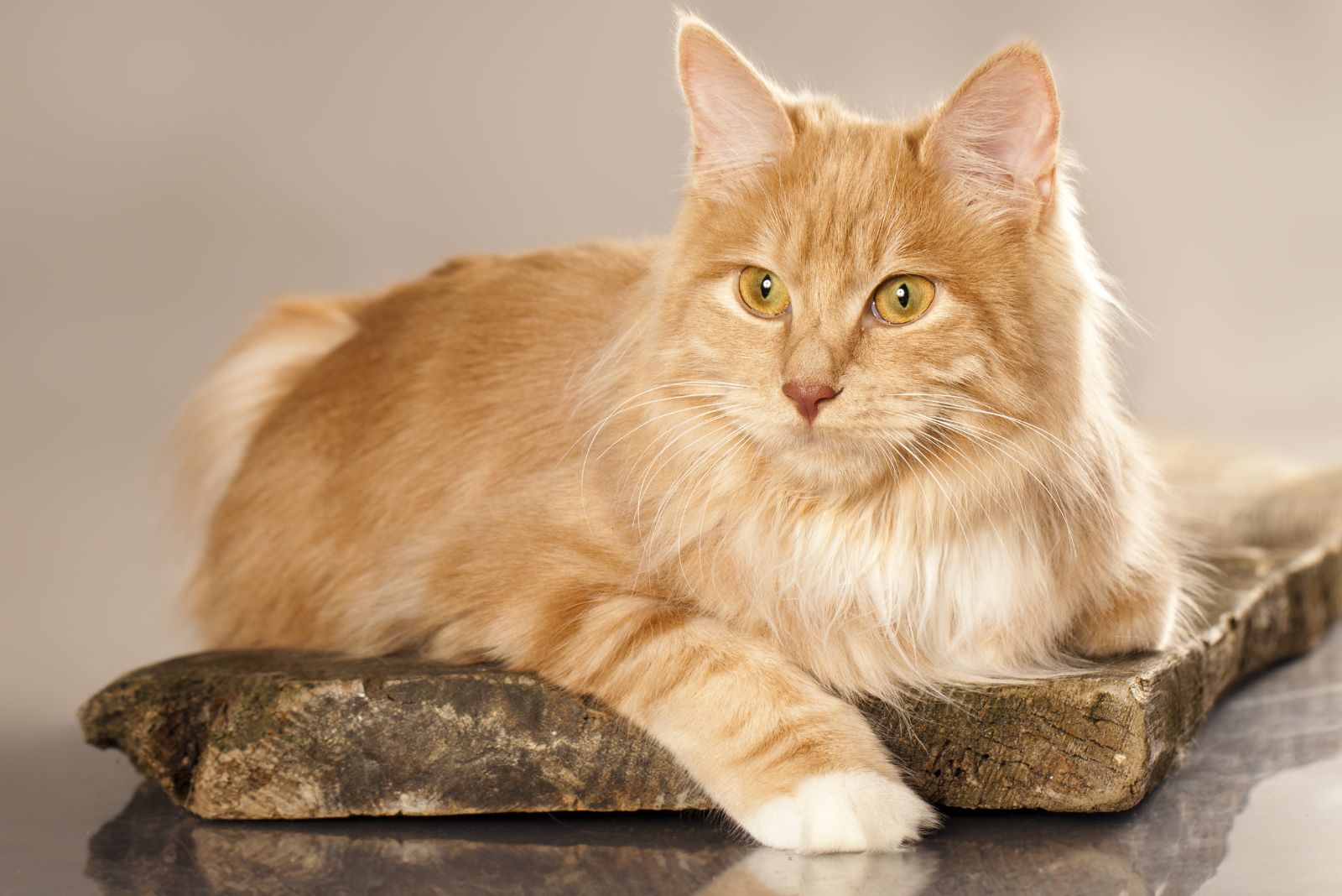Kurilian Bobtail kat rustend op een houten oppervlak