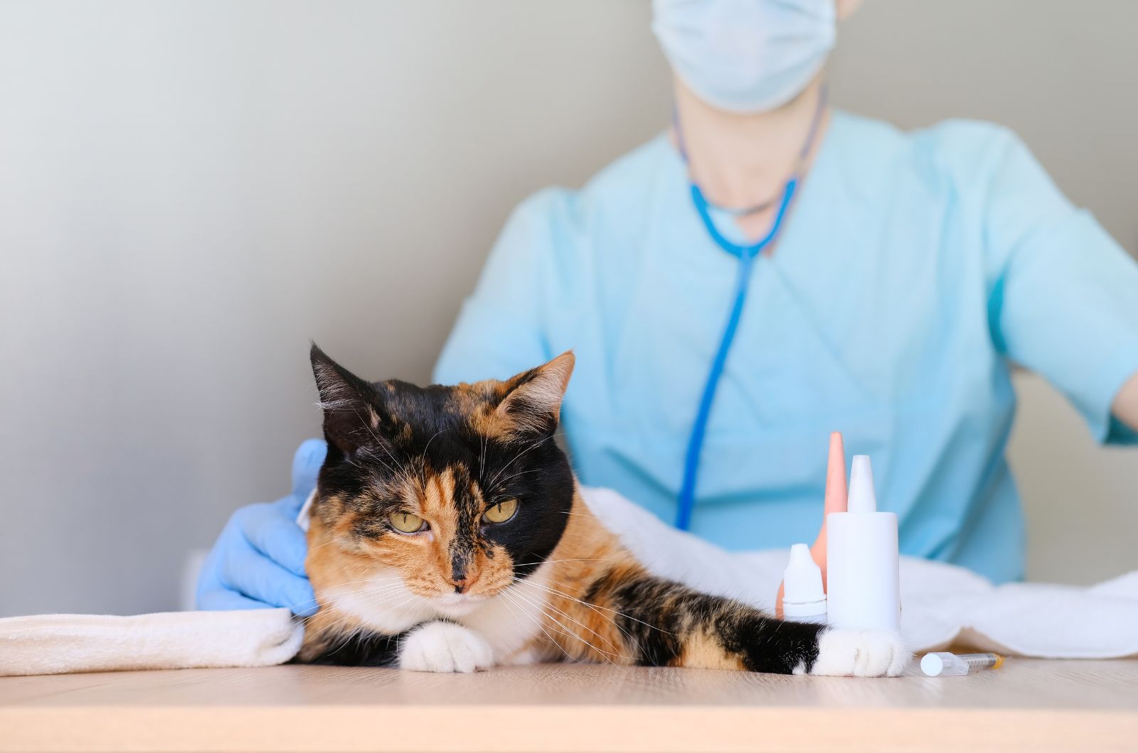 dierenarts die zieke kat controleert