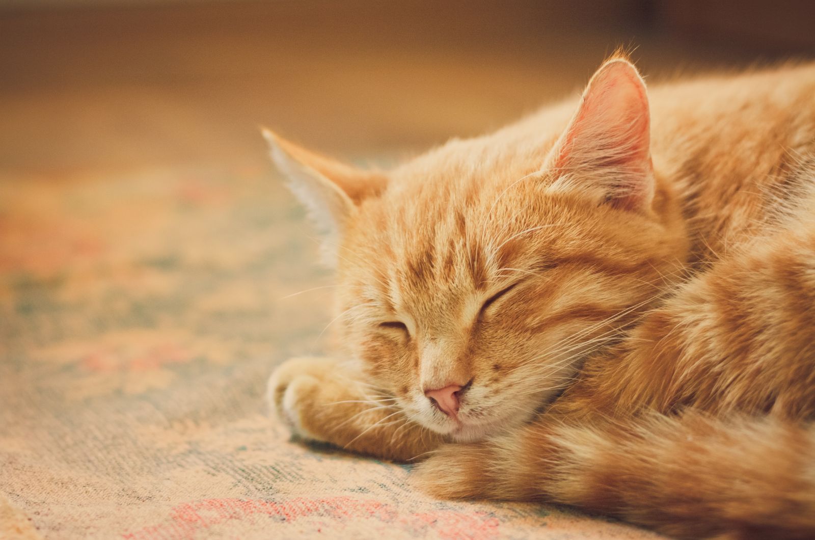 schattige Tabby Kat slapen