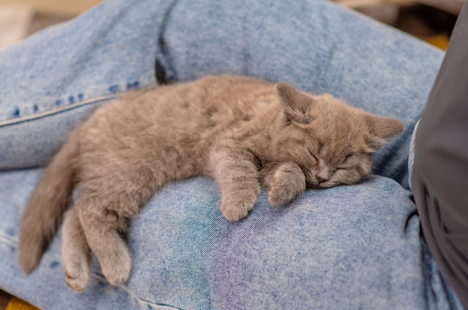 schattige grijze Kat slapend op de schoot van de eigenaar