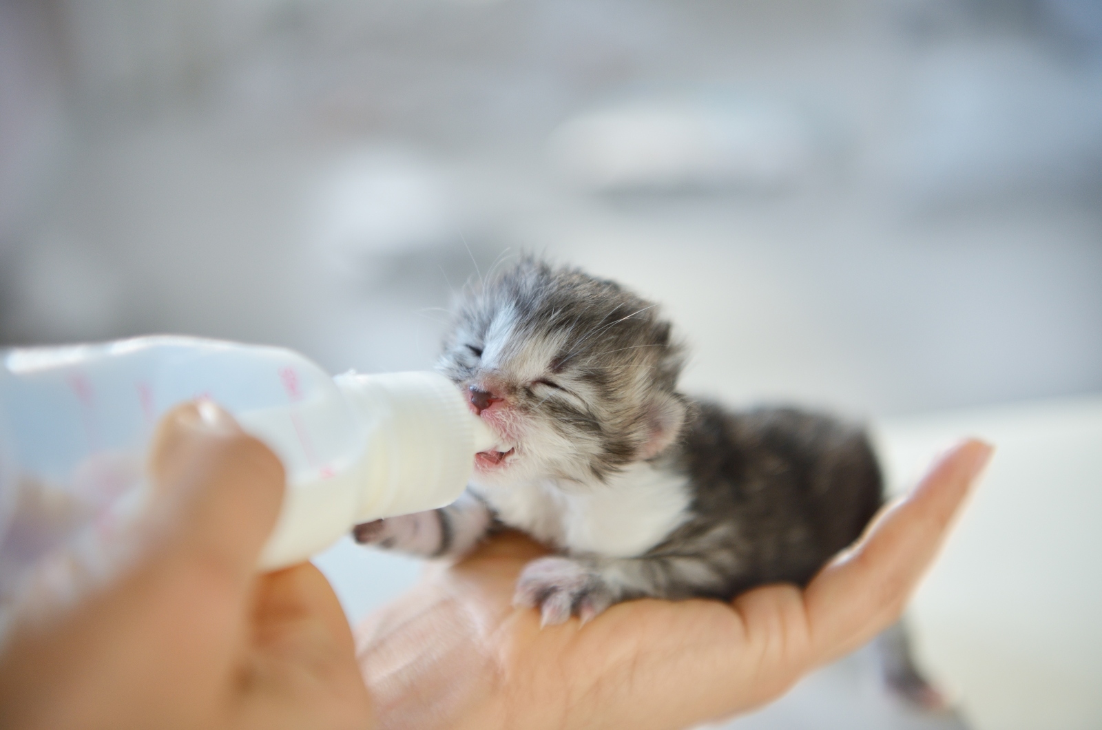 pasgeboren kitten voeden