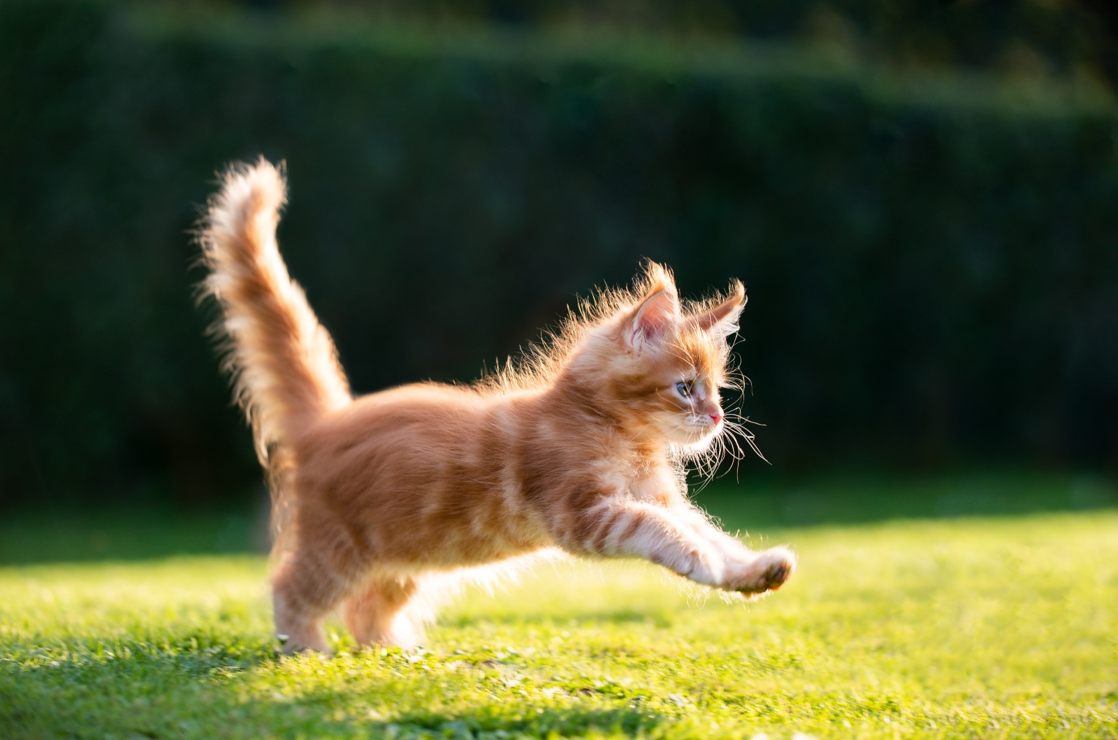 oranje kitten spelen op gras