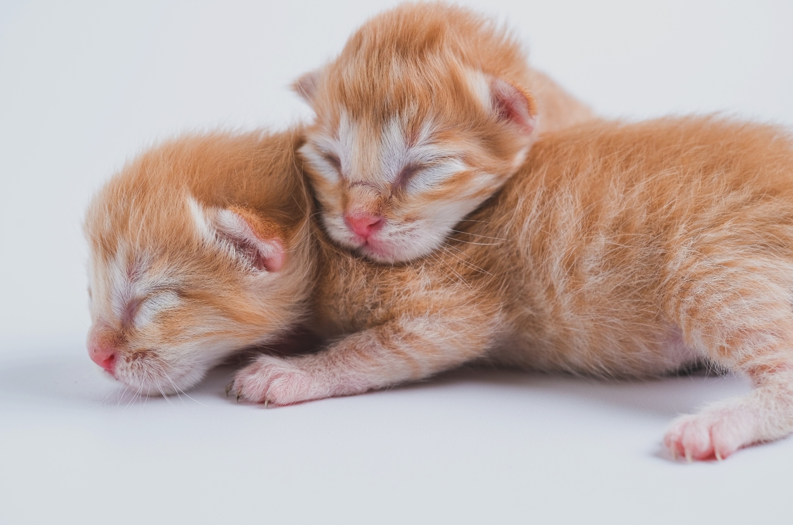 oranje pasgeboren kittens