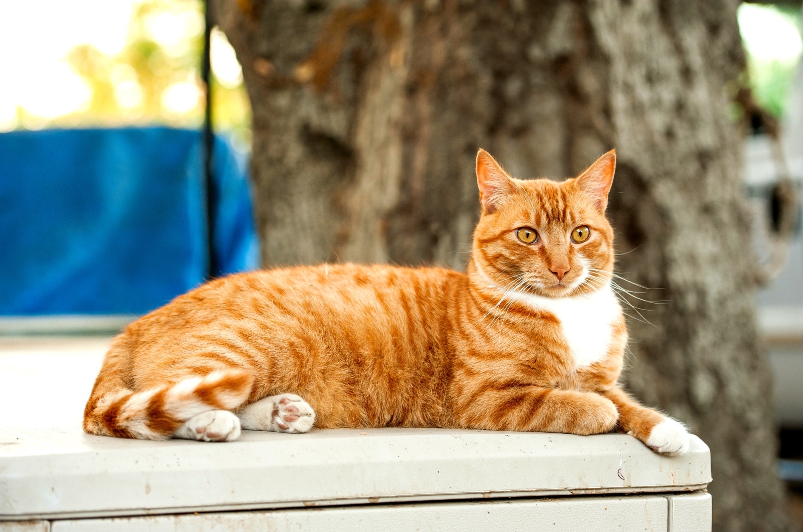 Oranje Kat buiten zittend
