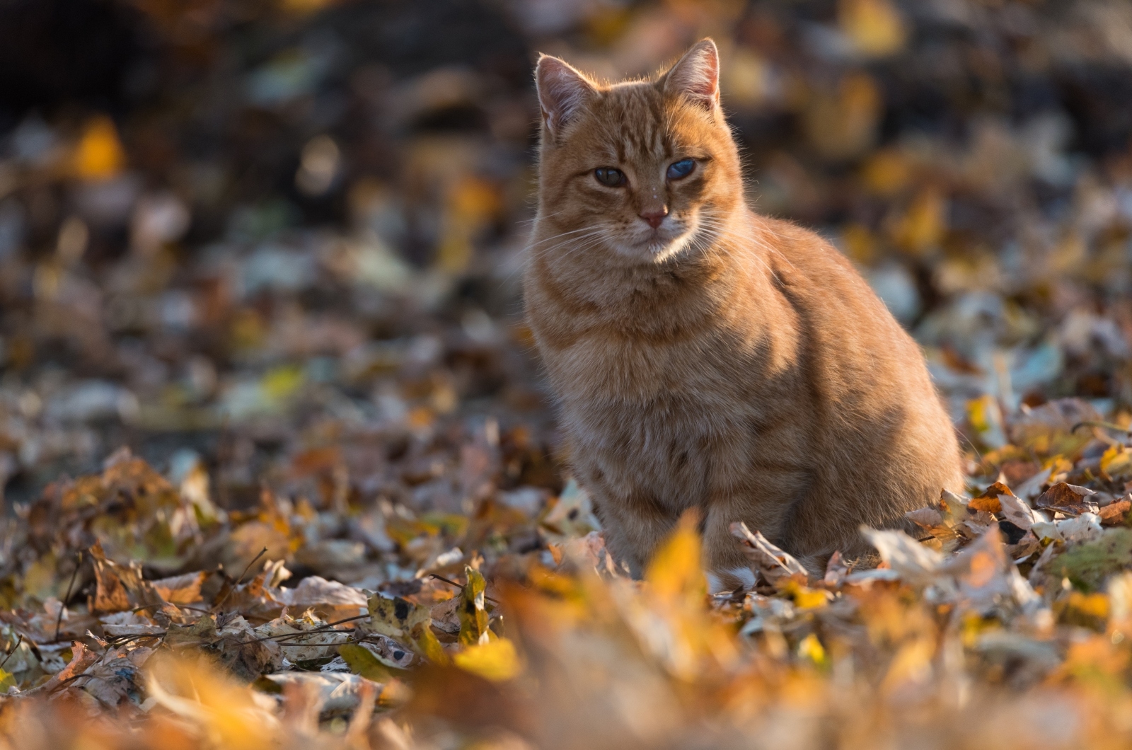 Oranje Kat zittend op bladeren