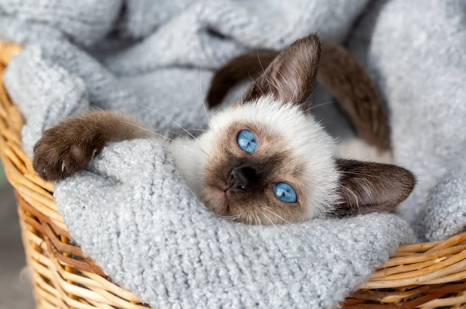 klein siamees kitten met blauwe ogen rustend in een mand met deken