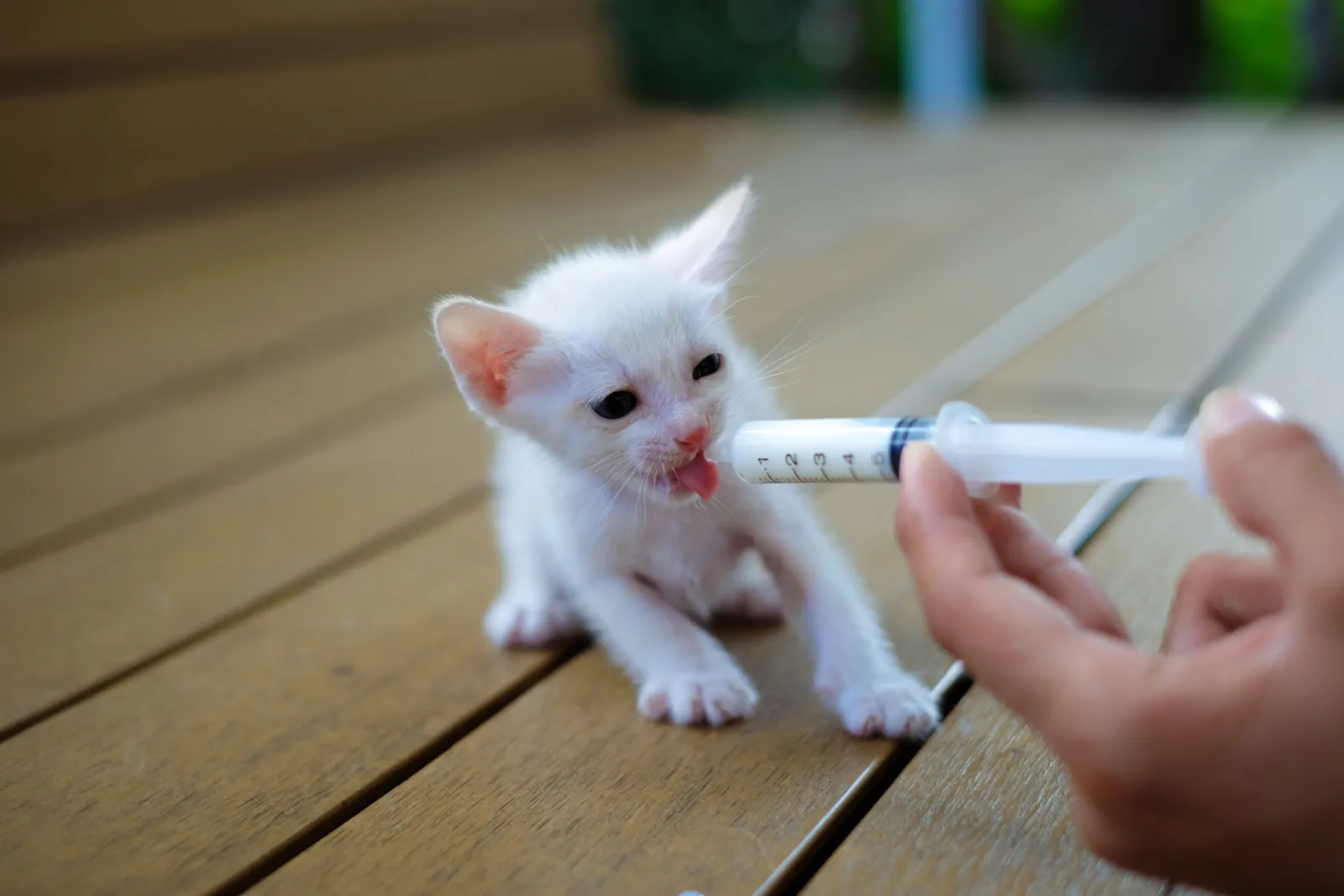 Met de hand voeden van een schattig verweesd baby wit kitten met melkvervanger in een spuit