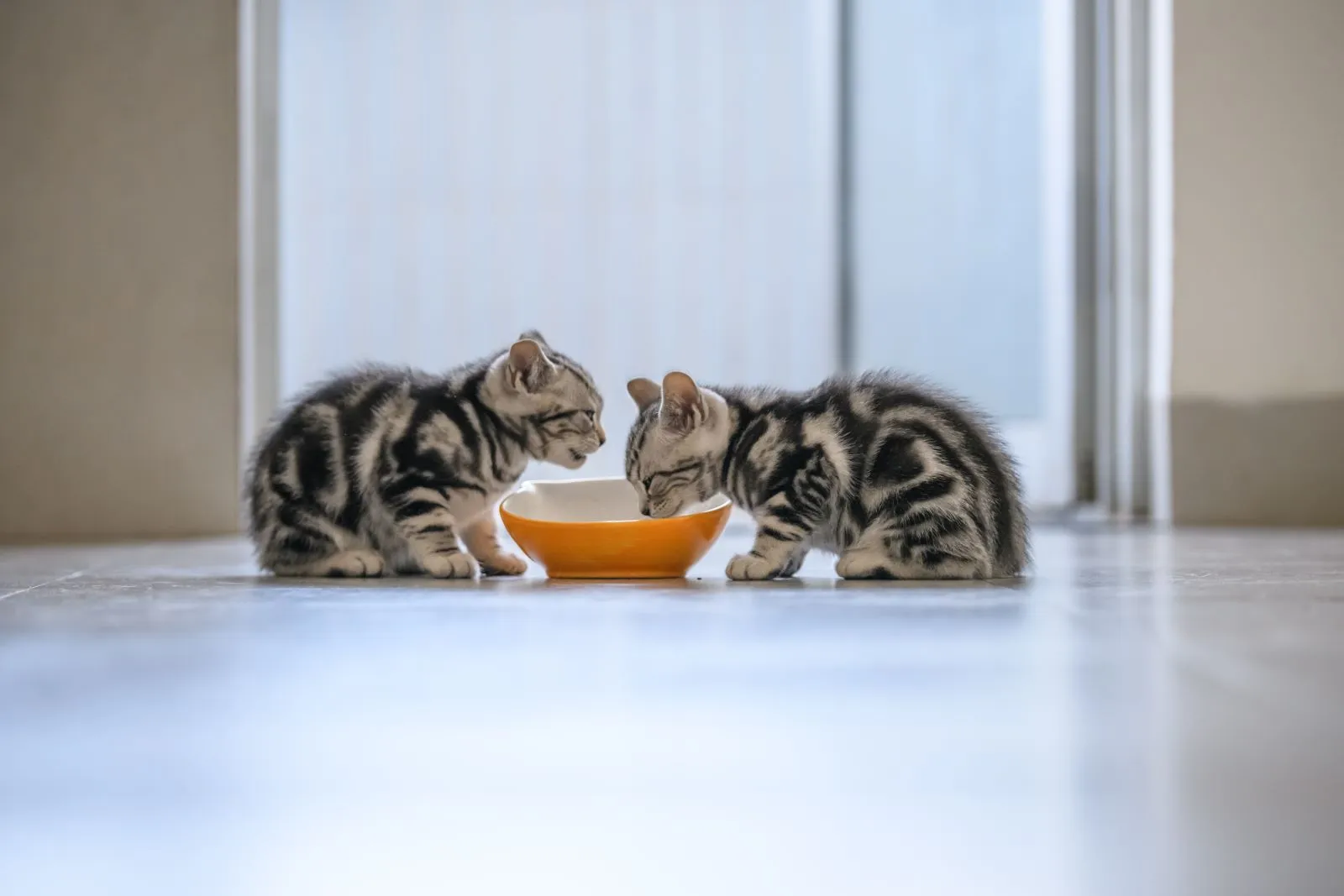 twee kleine kittens die voedsel eten uit dezelfde kom in de keuken