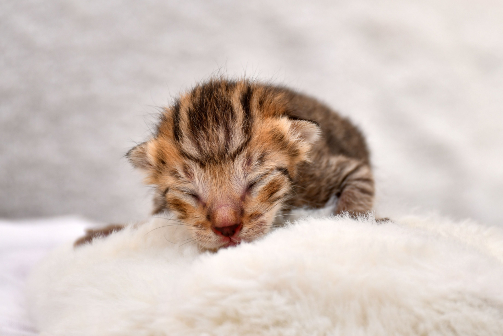 Pasgeboren tabby kitten slapen in een effen witte achtergrond.