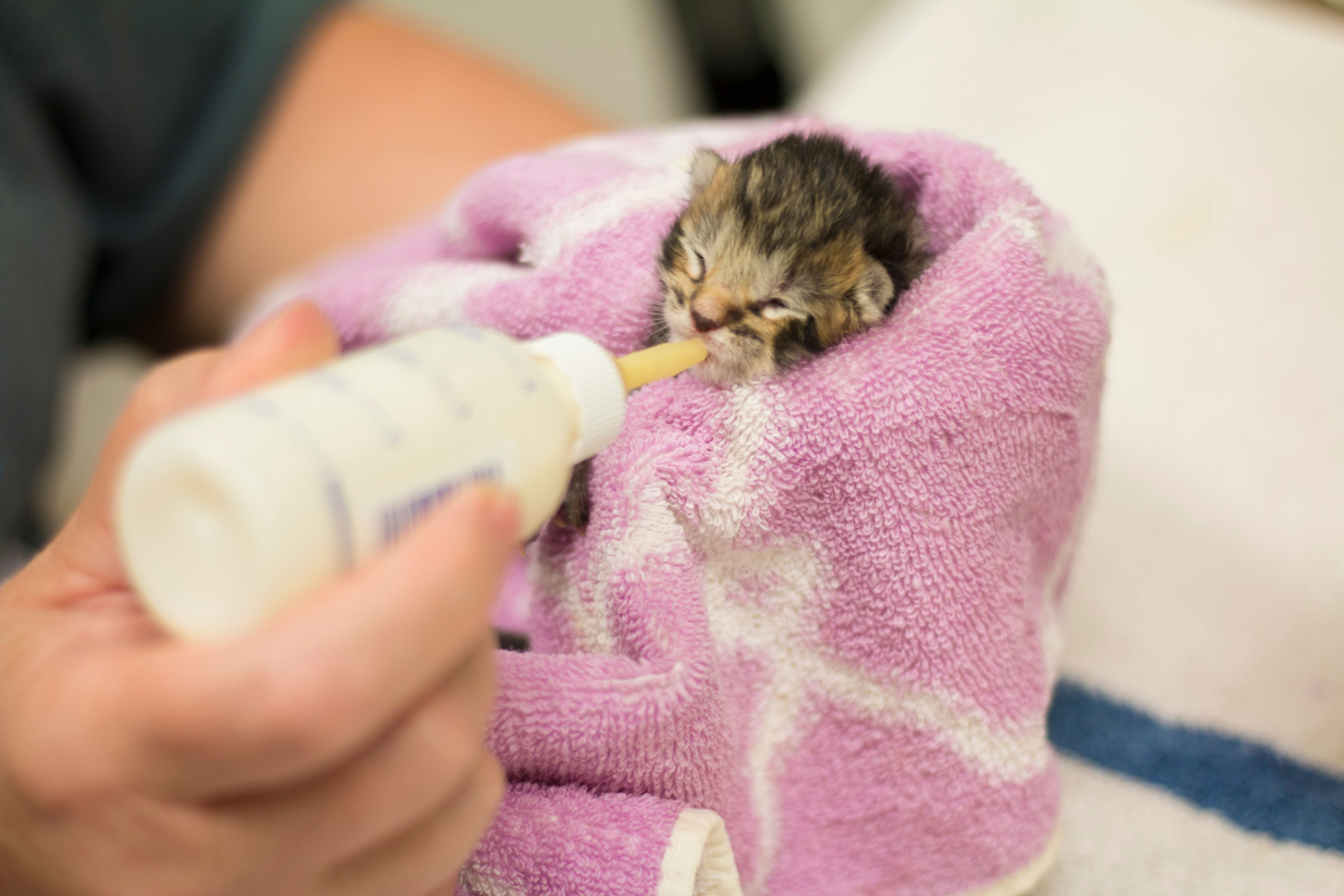 Pasgeboren bruine Tabby-kitten gewikkeld in roze handdoek die flesvoeding krijgt