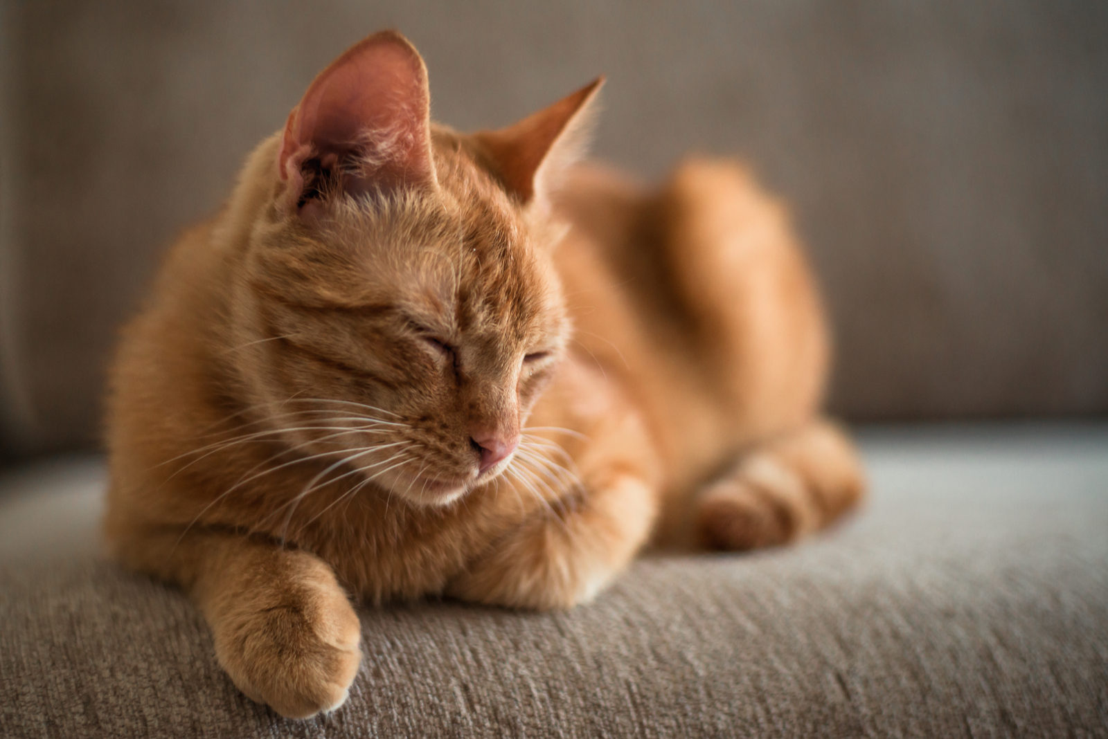 een gember tabby kat ligt op een bank