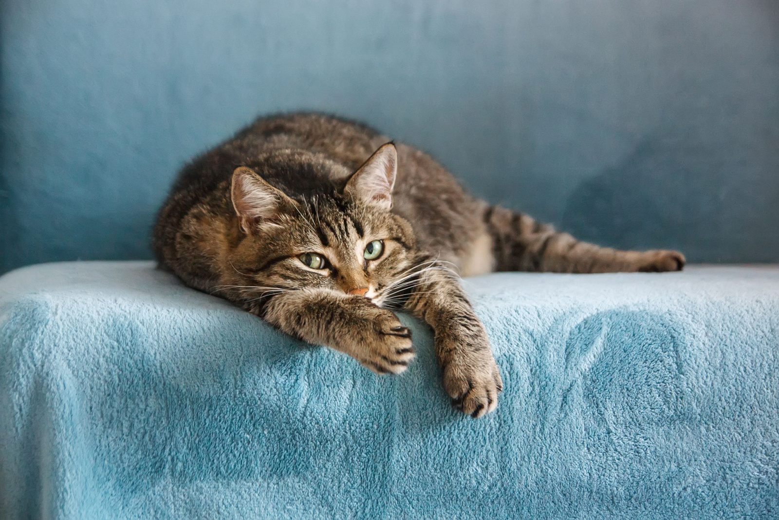 Een volwassen tabbykat ligt op zijn poot op een blauwe bank